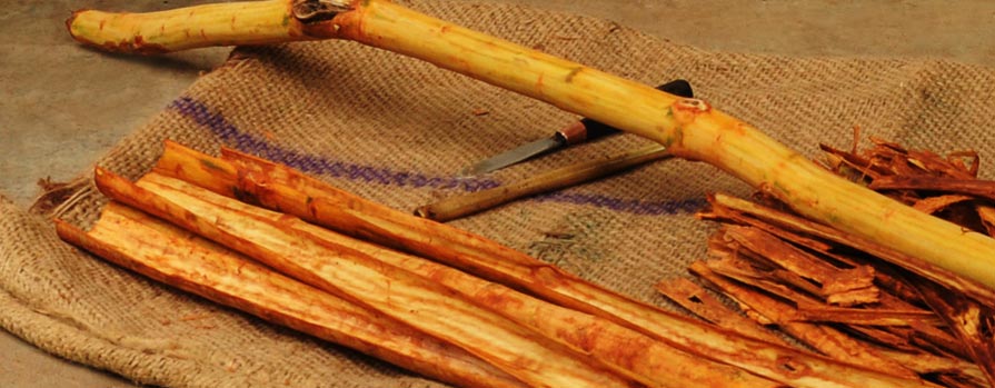 Cinnamon manufacturing in sri lanaka